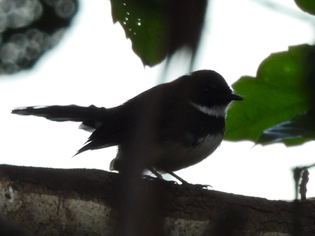 Rhipidure pie - ML644639602