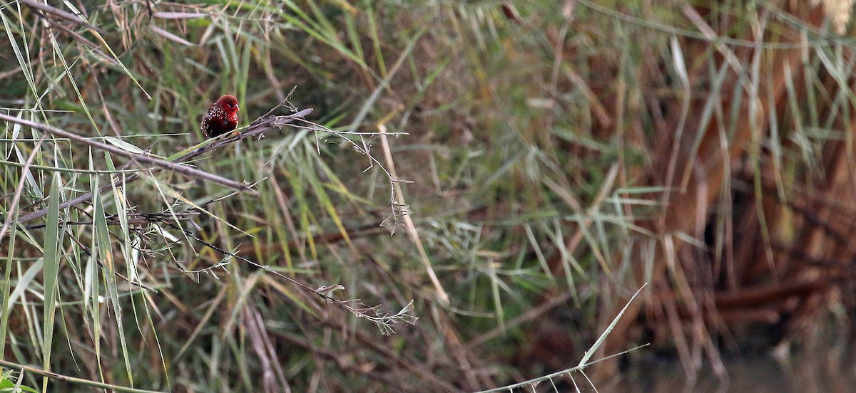 Red Avadavat - ML644639607