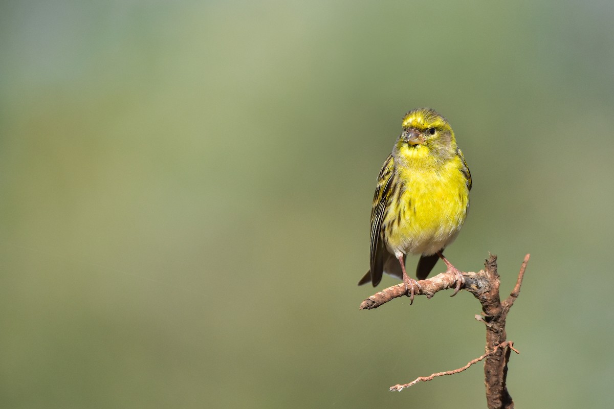 Girlitz - ML644639612