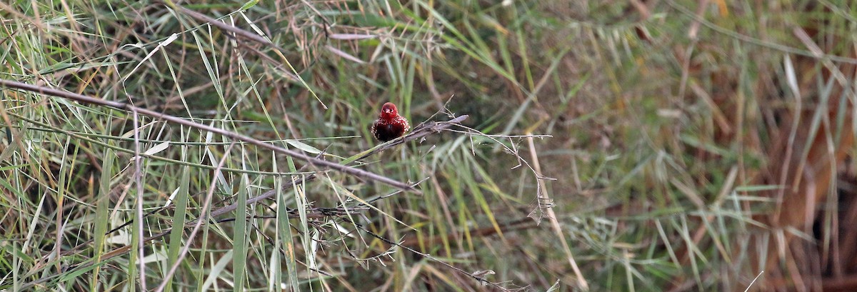 Red Avadavat - ML644639613