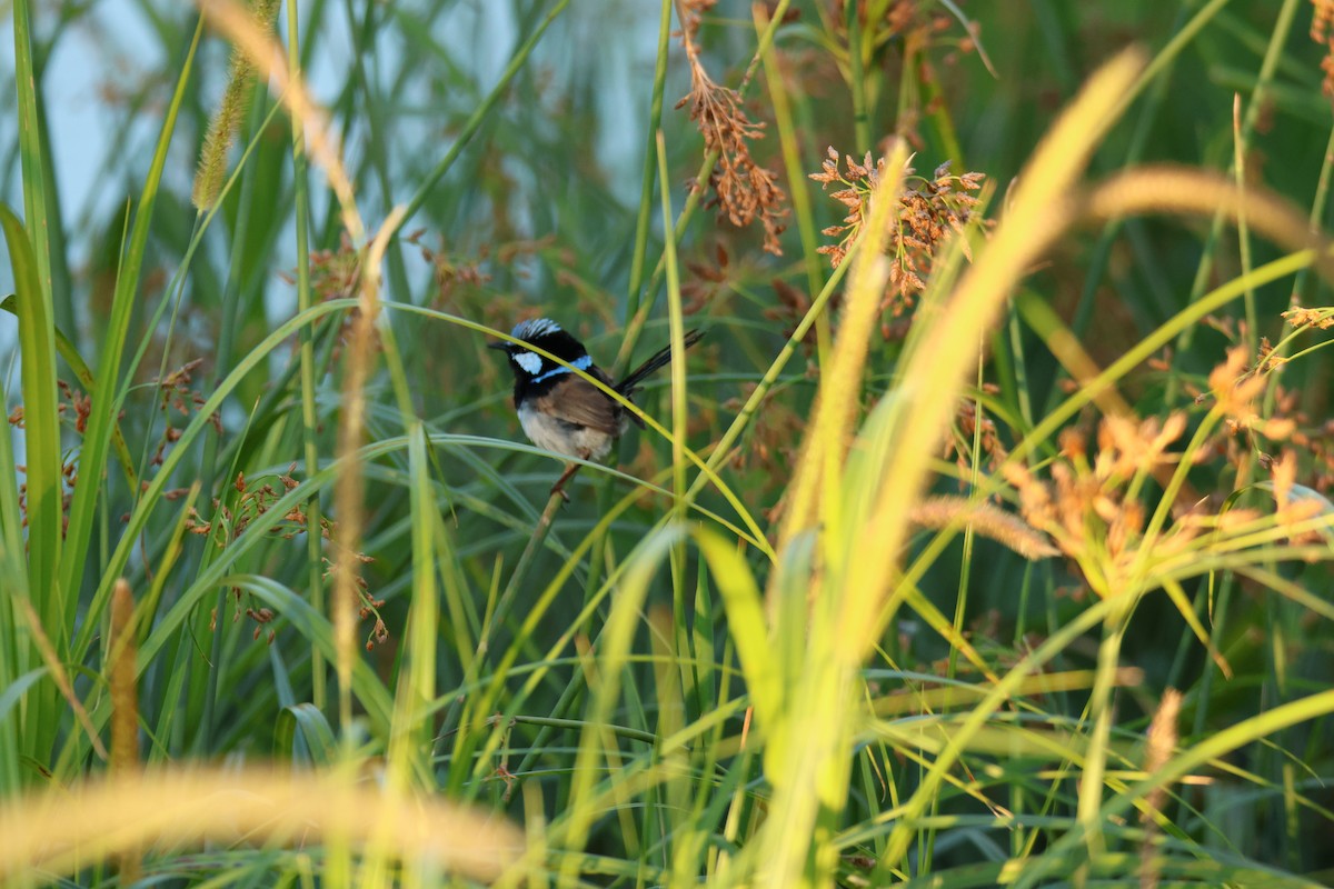 Superb Fairywren - ML644639620
