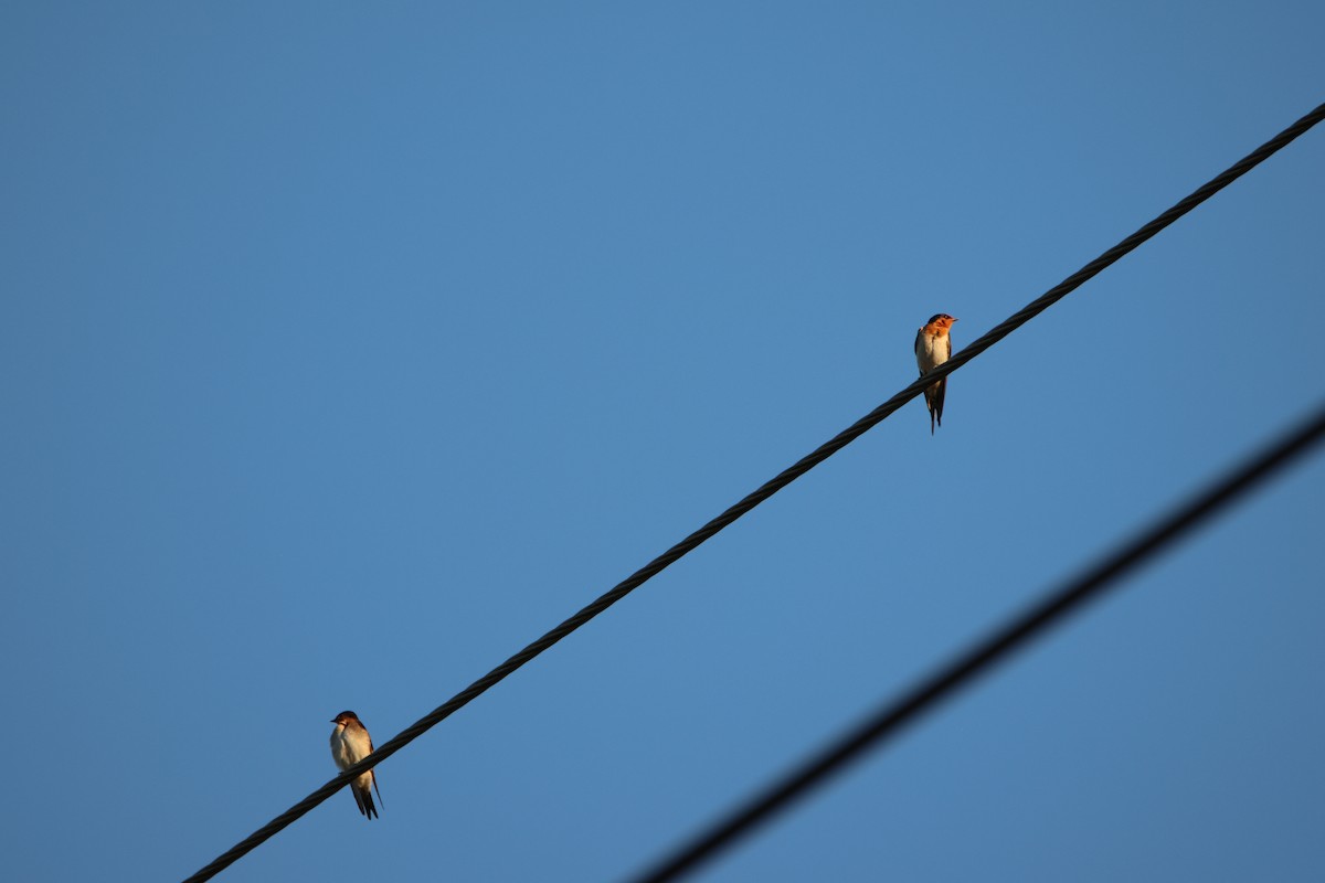 Welcome Swallow - ML644639621