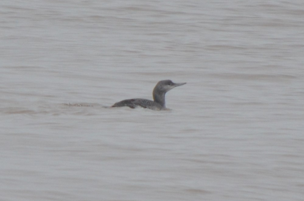 Plongeon catmarin - ML644639629