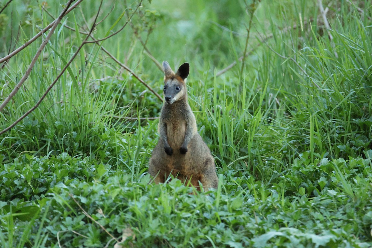 Swamp Wallaby - ML644639630