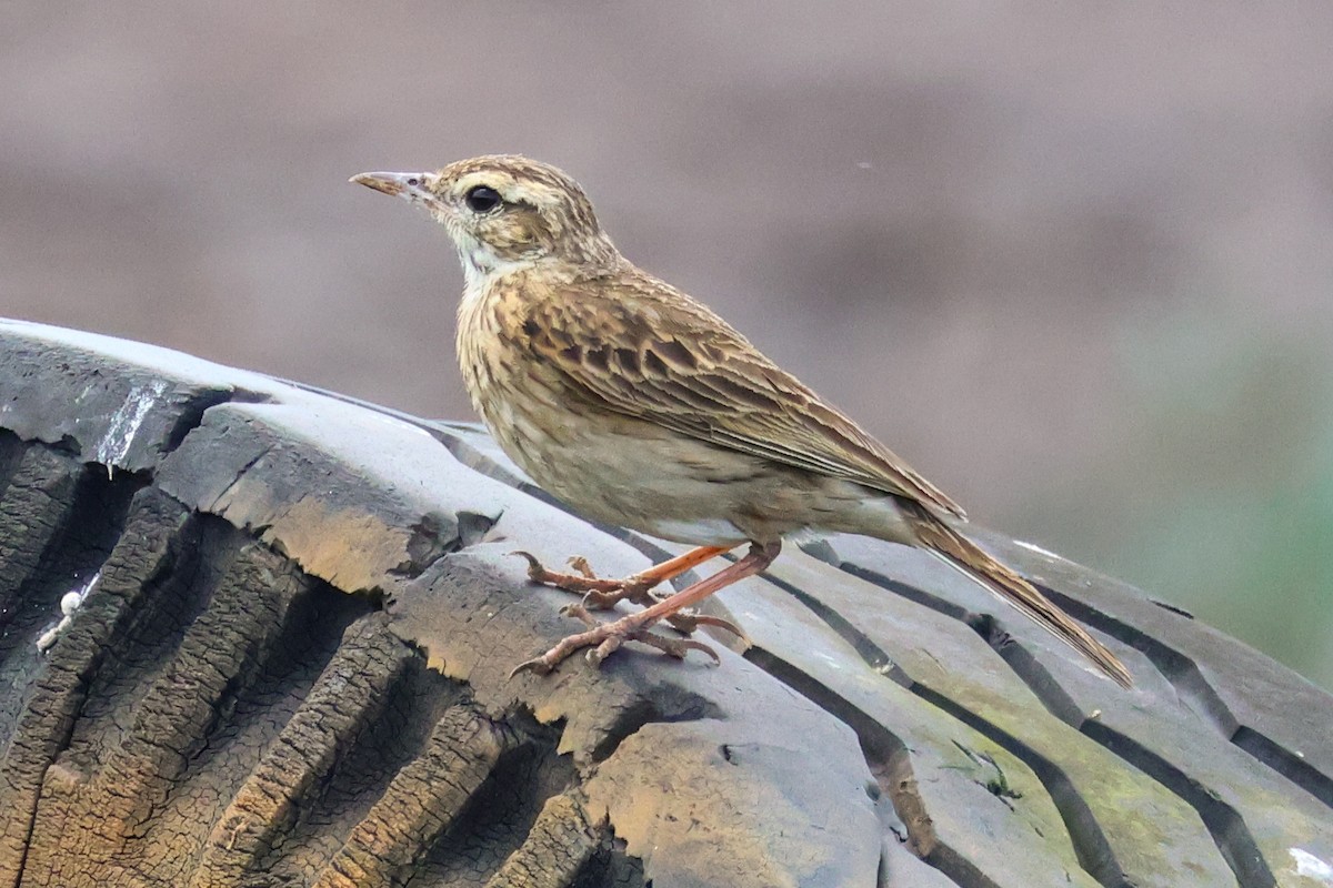 Australian Pipit - ML644639631