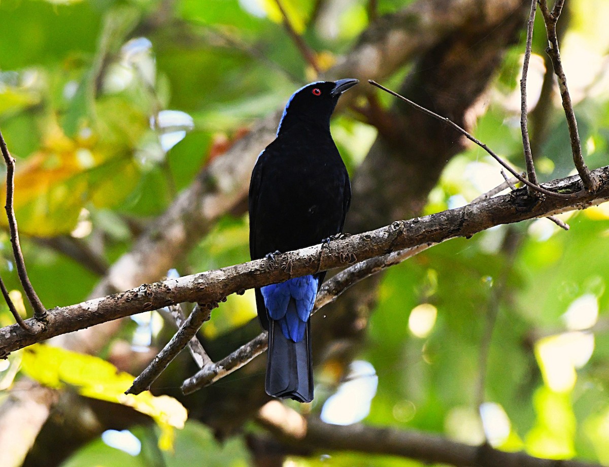 Asian Fairy-bluebird - ML644639633