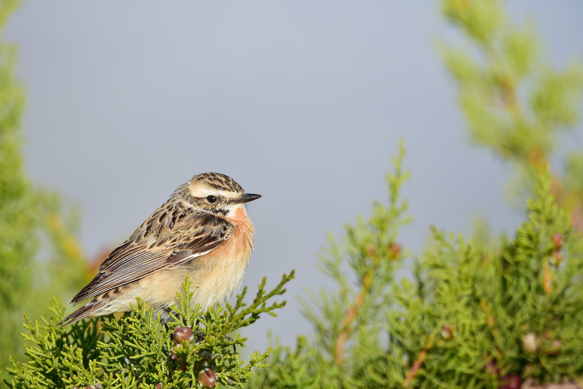 Tarier des prés - ML644639636