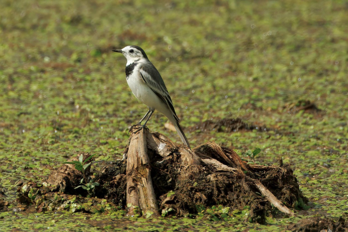 konipas bílý - ML644639638