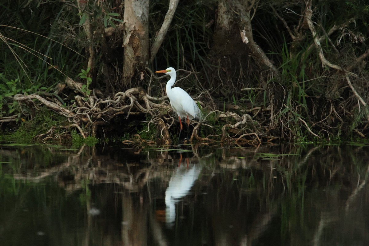Plumed Egret - ML644639645