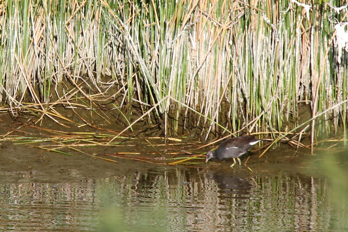 amerikasivhøne - ML644639650