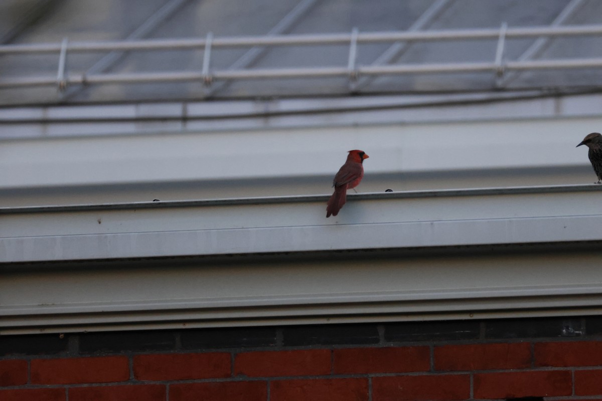 Kardinal arrunta - ML644639651