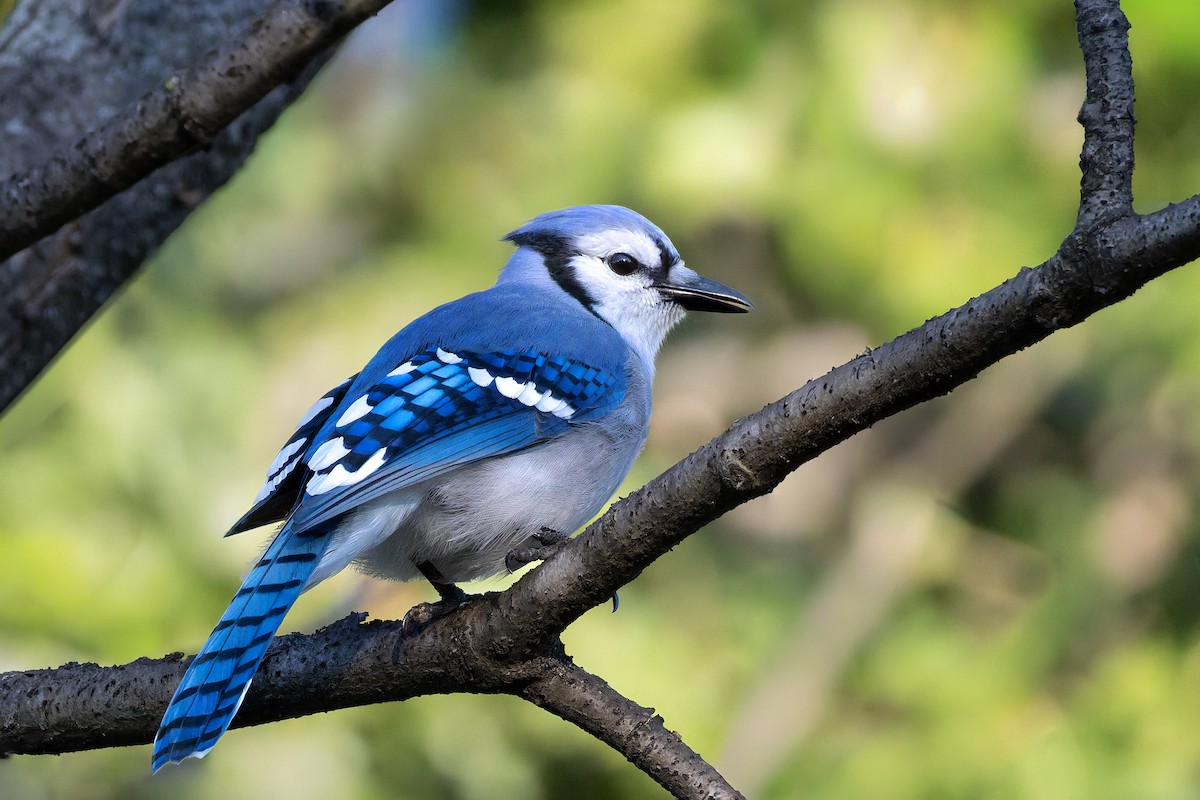 sojka chocholatá - ML644639652