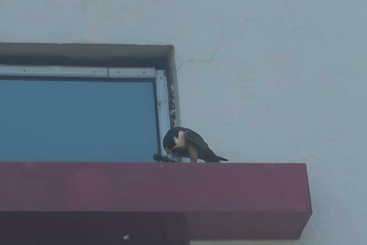 Peregrine Falcon (Shaheen) - ML644639654