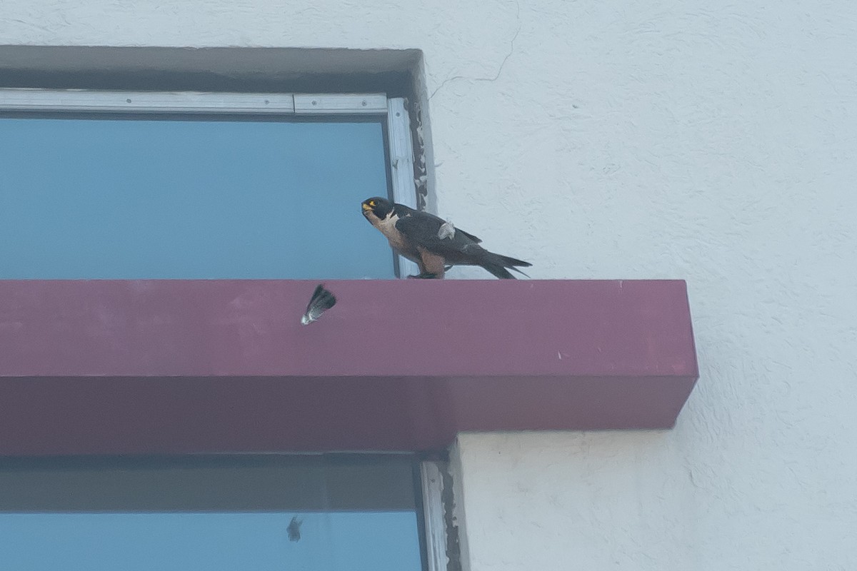 Peregrine Falcon (Shaheen) - ML644639655