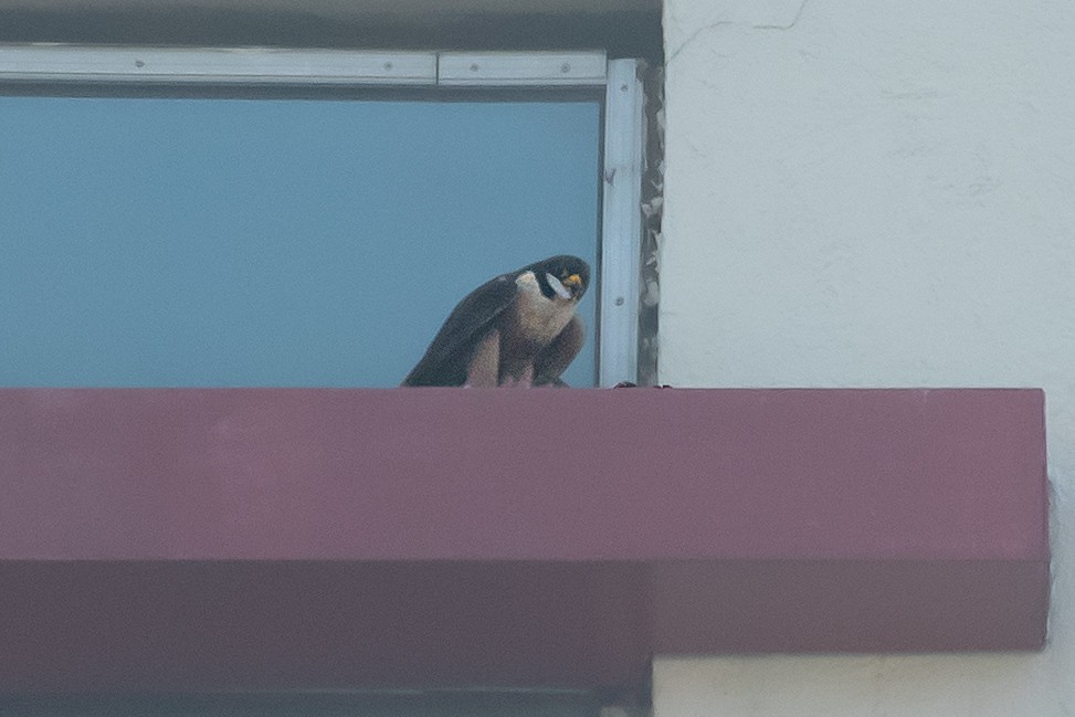 Peregrine Falcon (Shaheen) - ML644639656