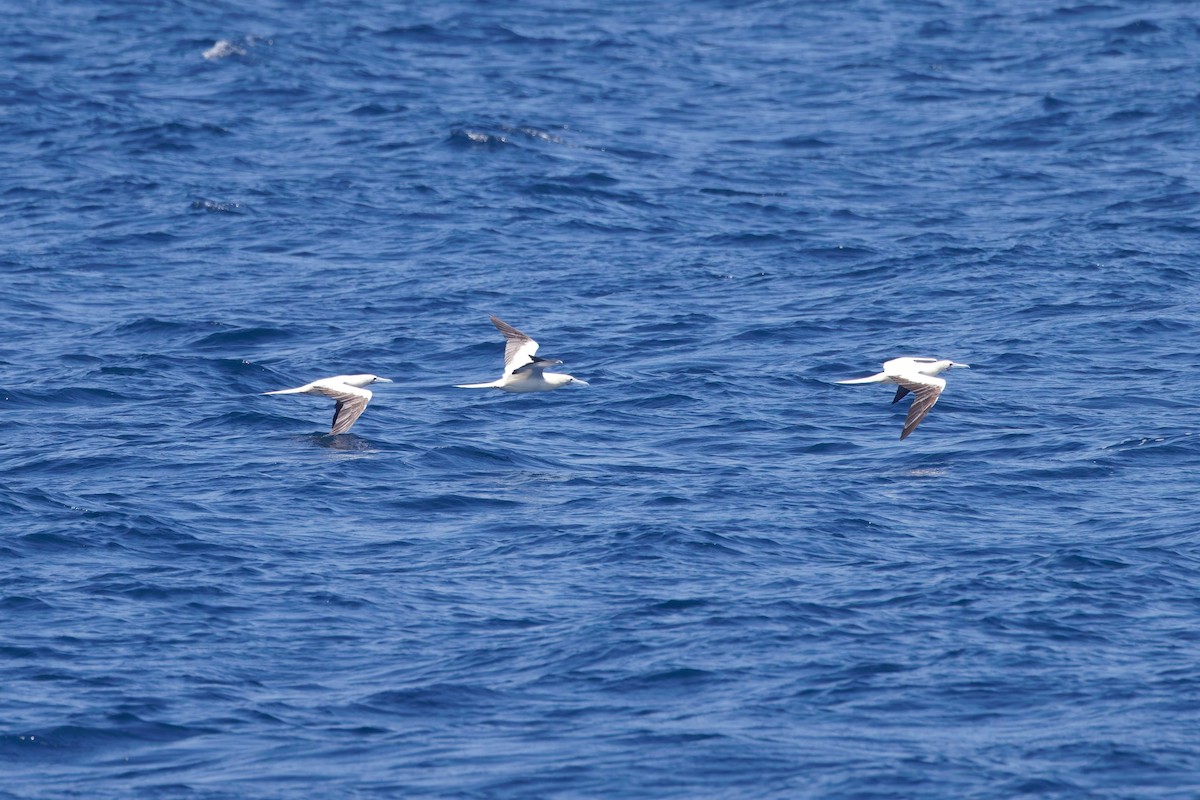 Сула червононога - ML644639658