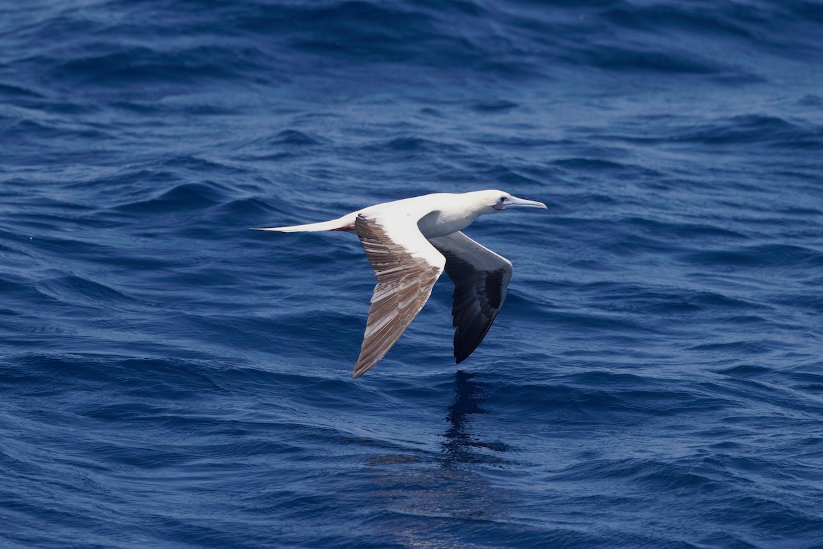 Сула червононога - ML644639662