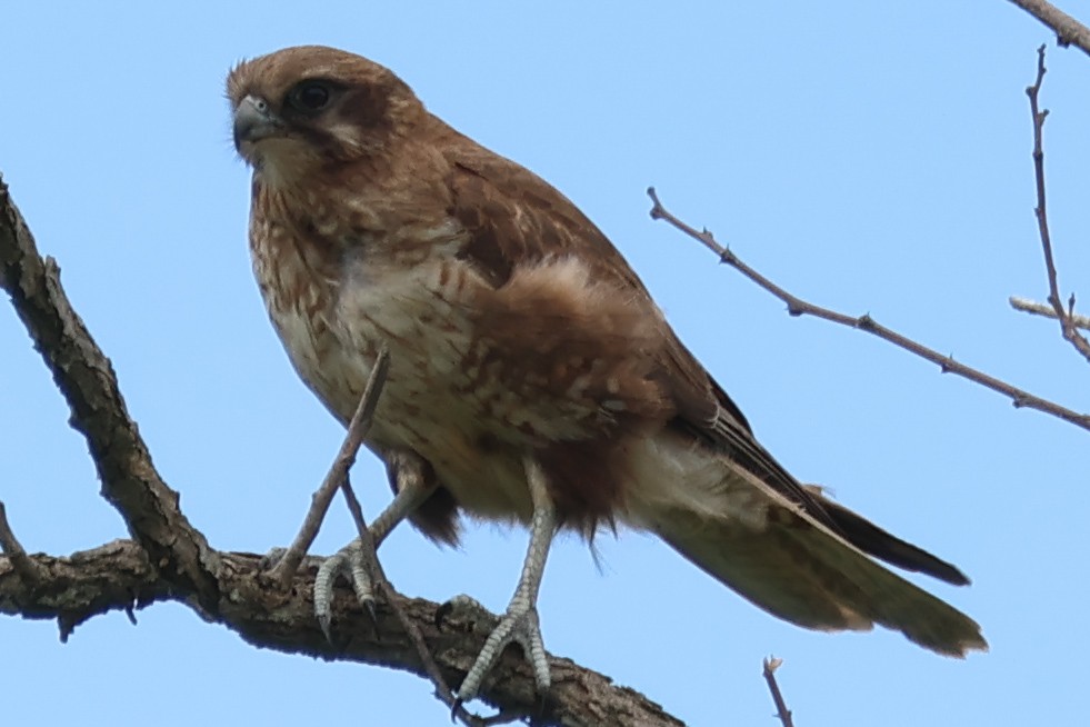 Brown Falcon - ML644639663