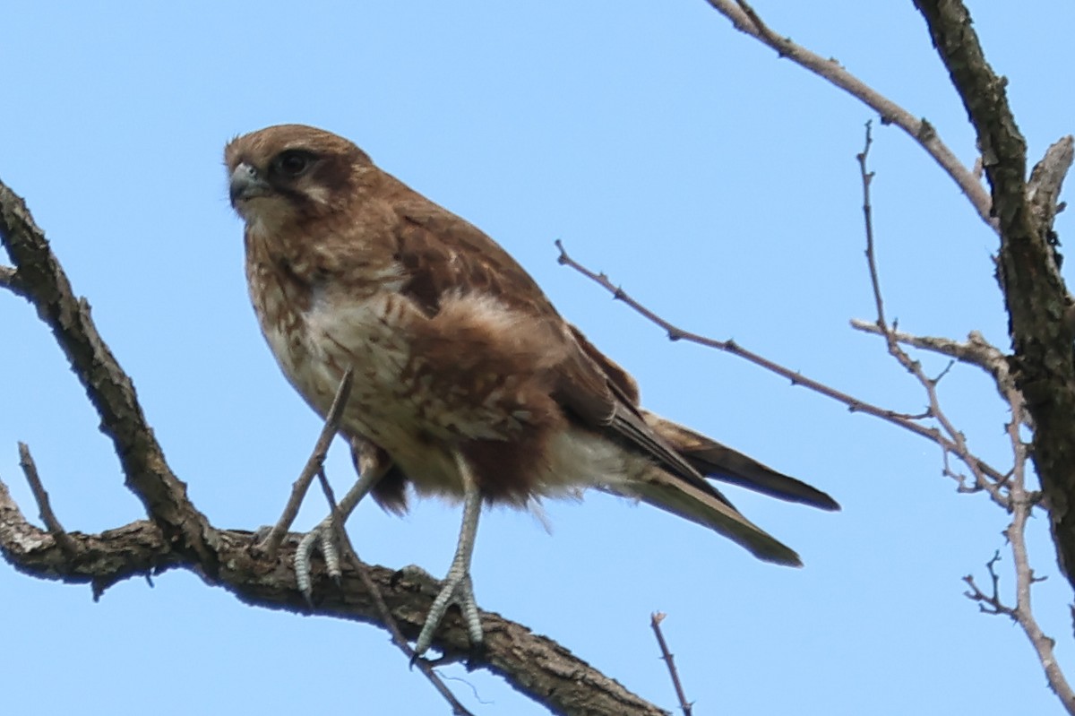 Brown Falcon - ML644639664