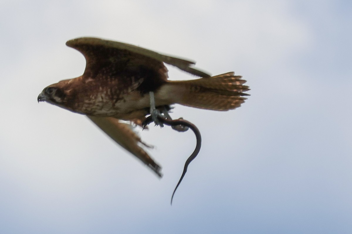 Brown Falcon - ML644639665