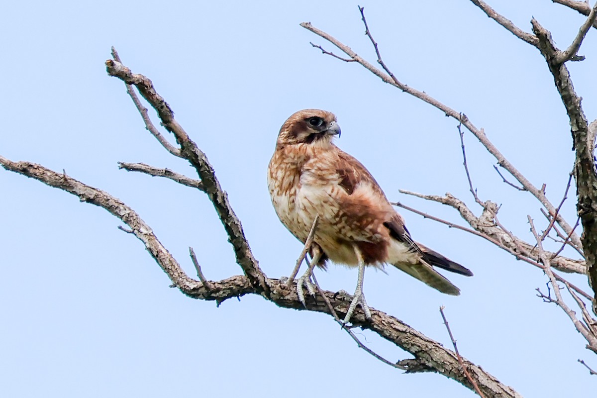 Brown Falcon - ML644639666