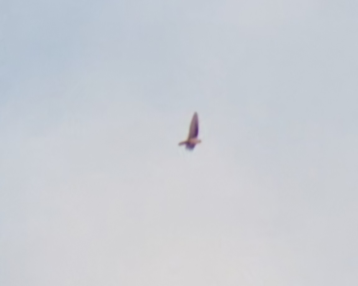 Eurasian Crag-Martin - ML644639667