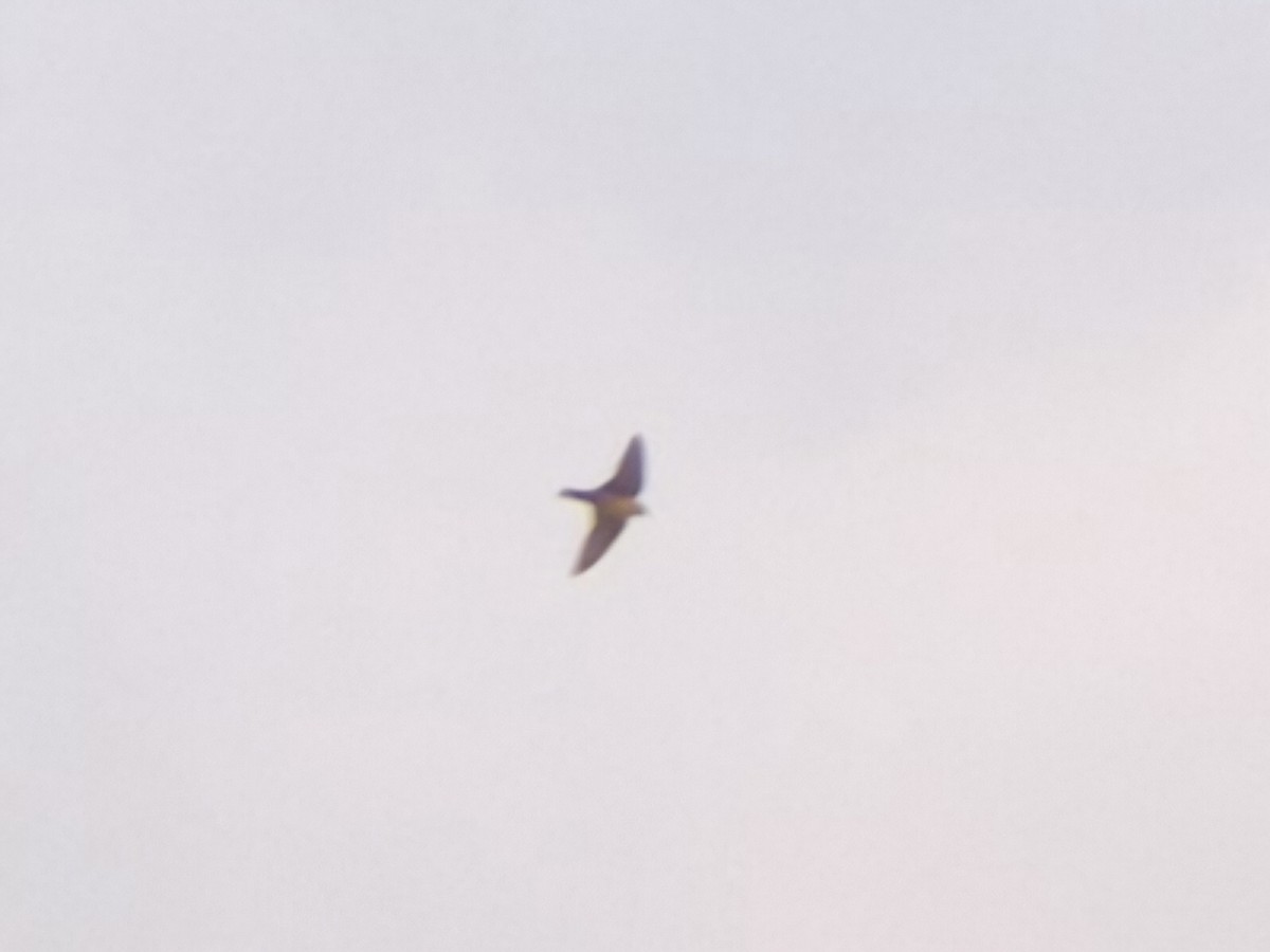 Eurasian Crag-Martin - ML644639669