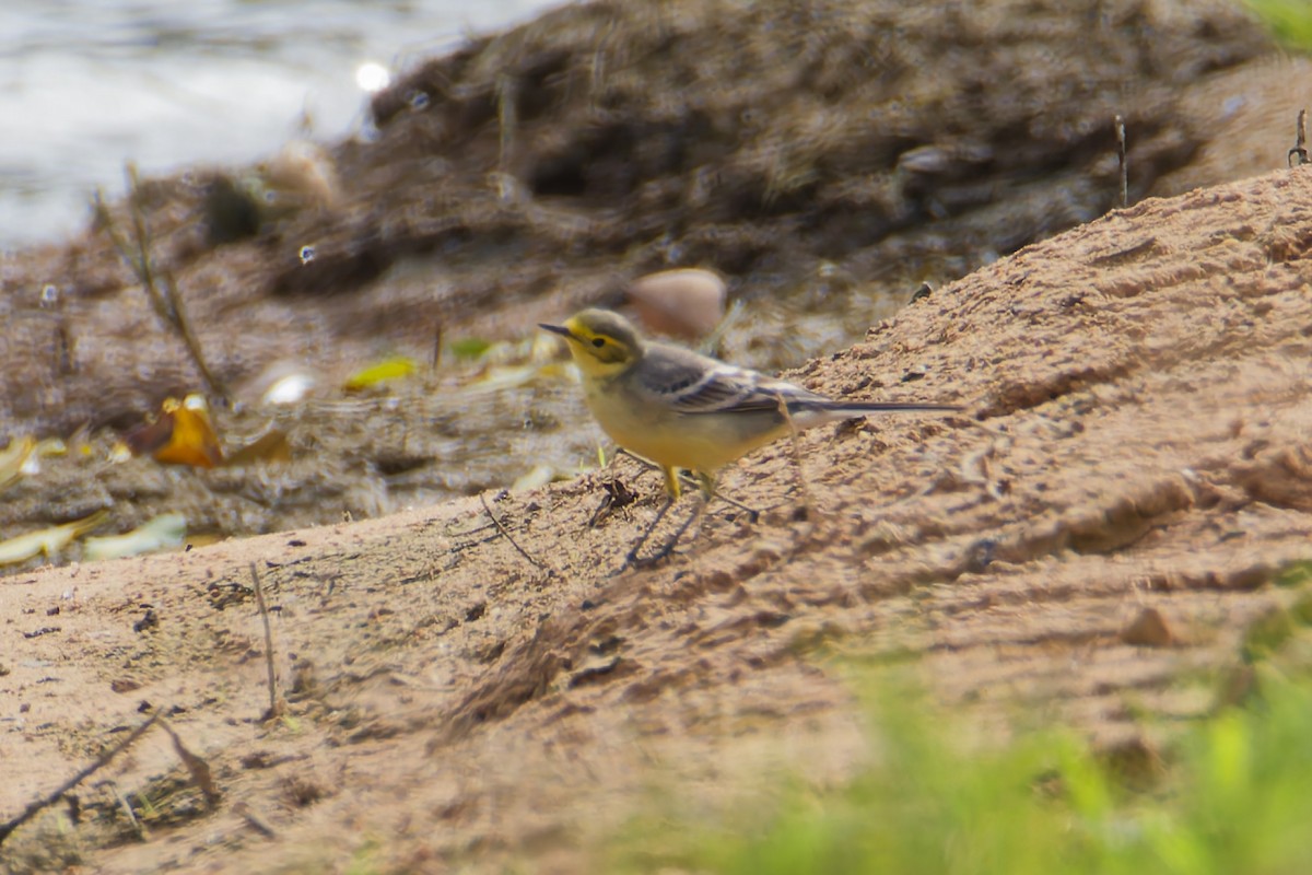 Citrine Wagtail - ML644639670