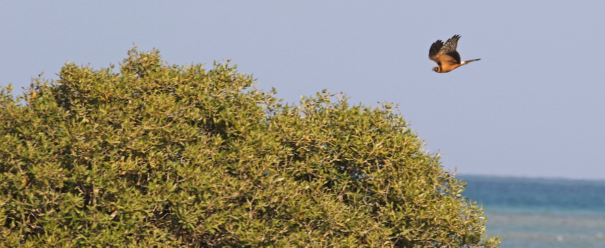 Pallid Harrier - ML644639673