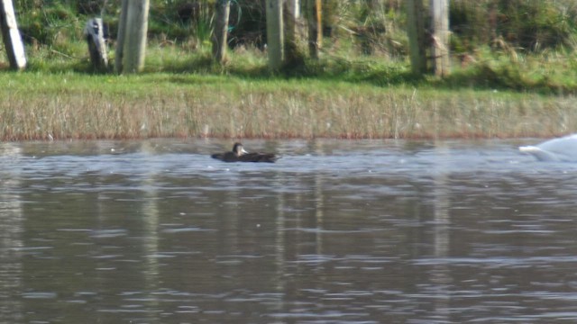 Ring-necked Duck - ML644639675