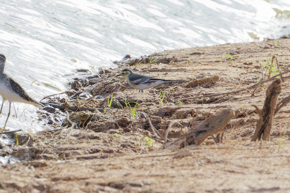 Citrine Wagtail - ML644639676