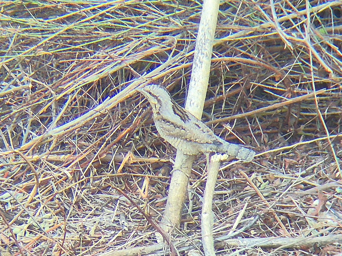Eurasian Wryneck - ML644639677