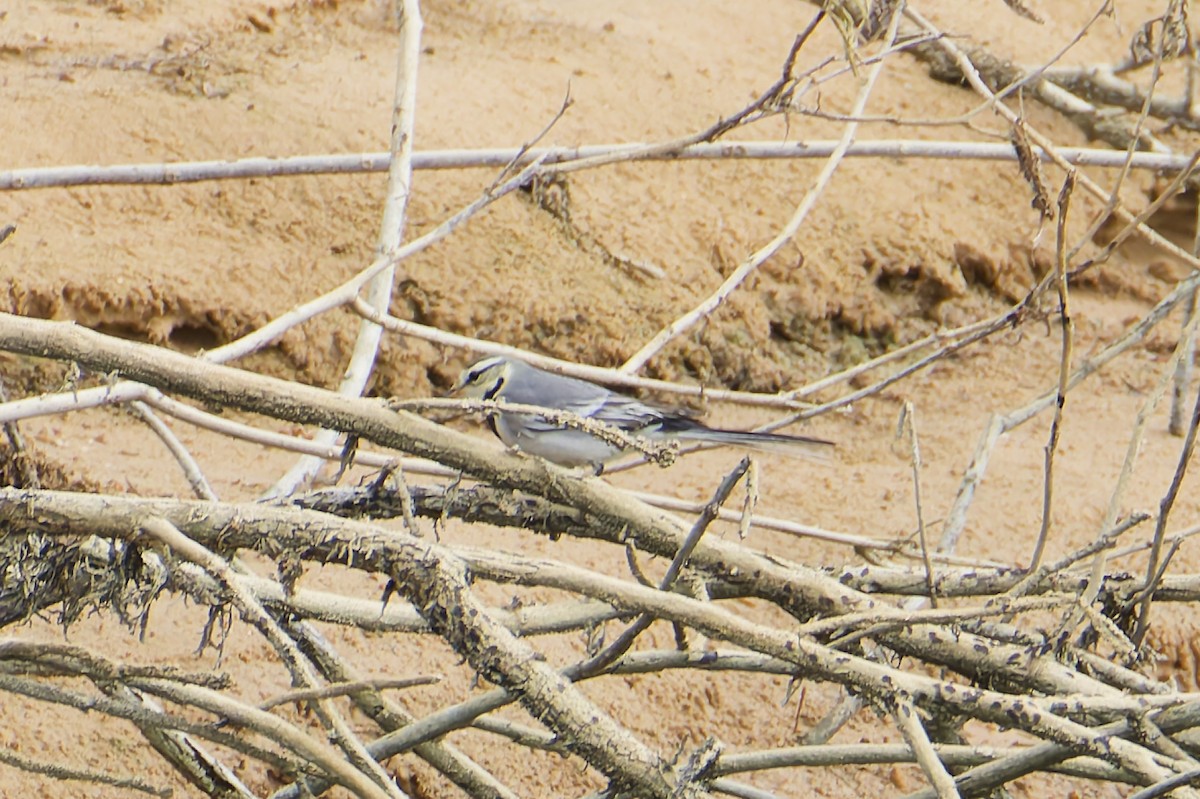 konipas bílý (ssp. ocularis) - ML644639680