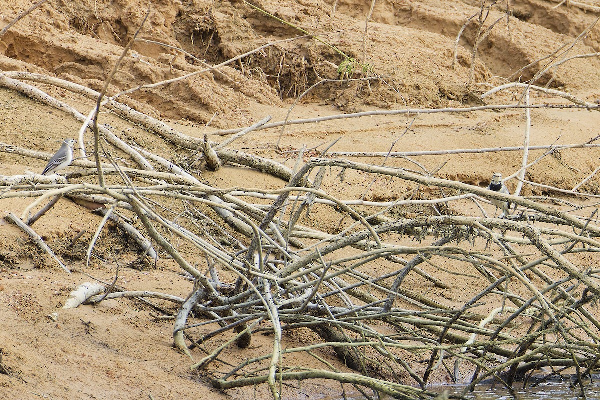 konipas bílý (ssp. ocularis) - ML644639681