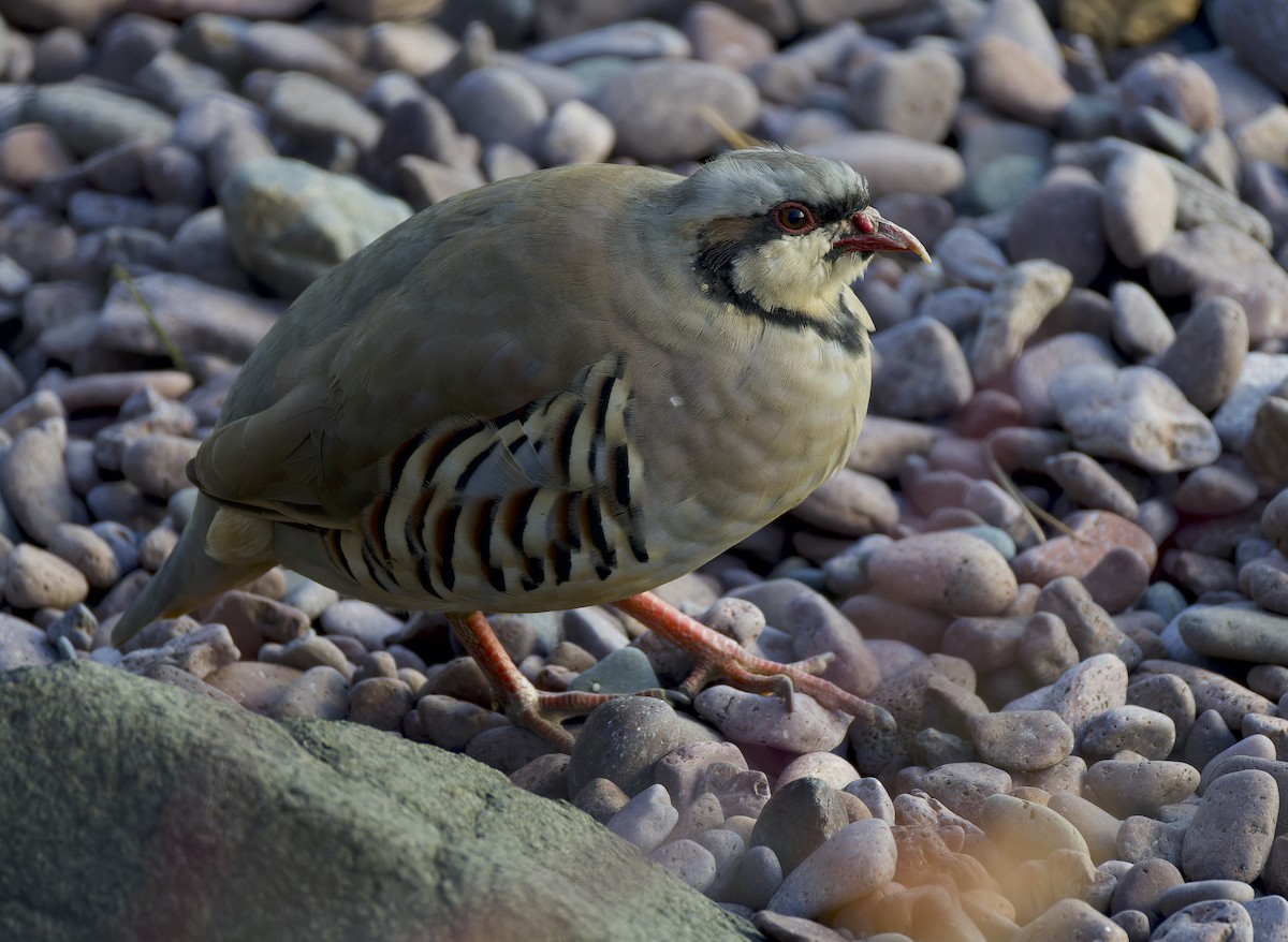 Chukar - ML644639682