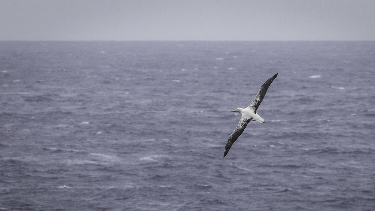 Snowy Albatross - ML644639683
