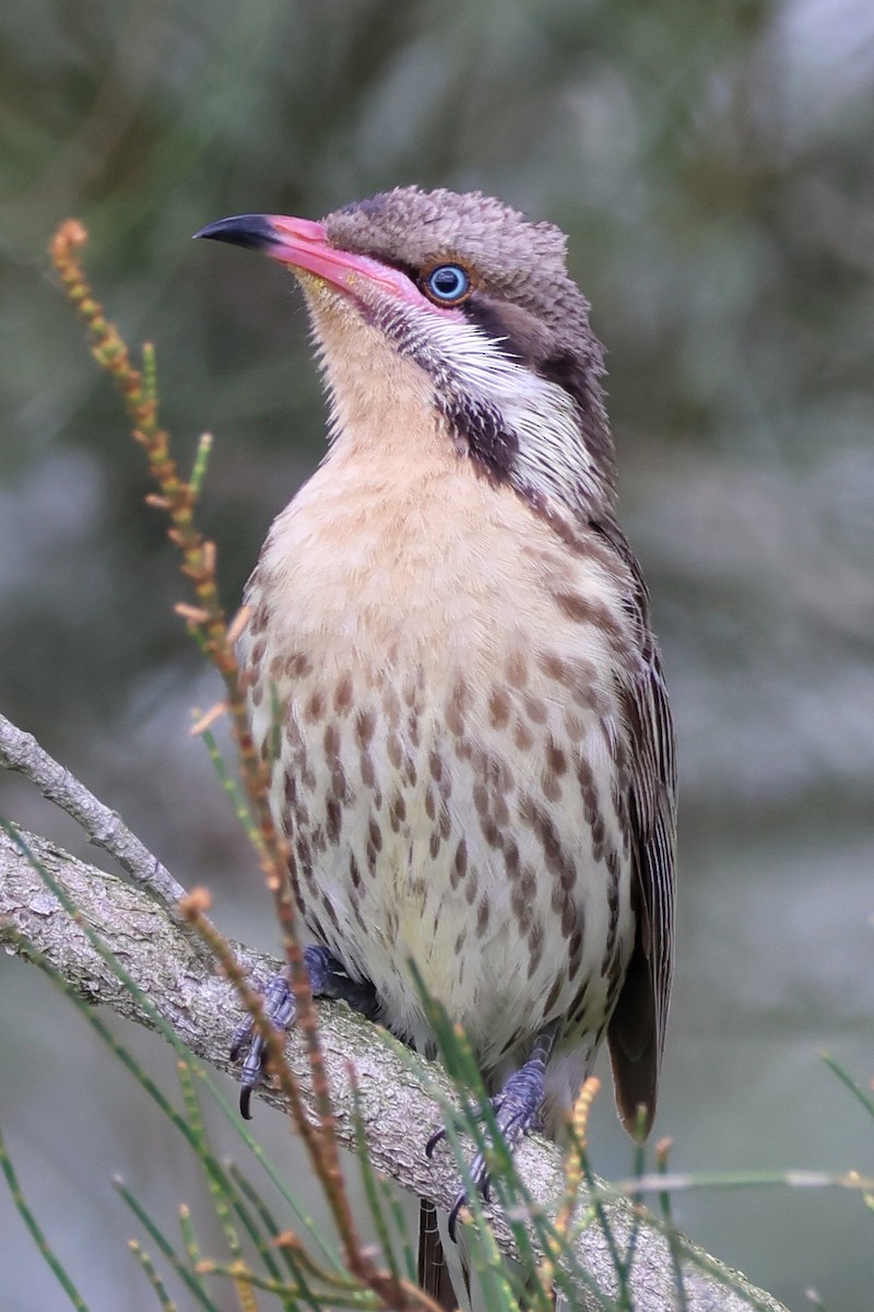 Diken Yanaklı Balkuşu - ML644639685