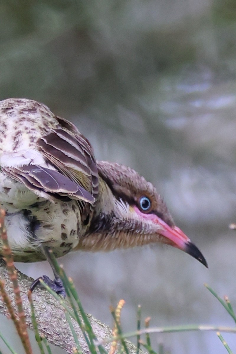 Diken Yanaklı Balkuşu - ML644639687