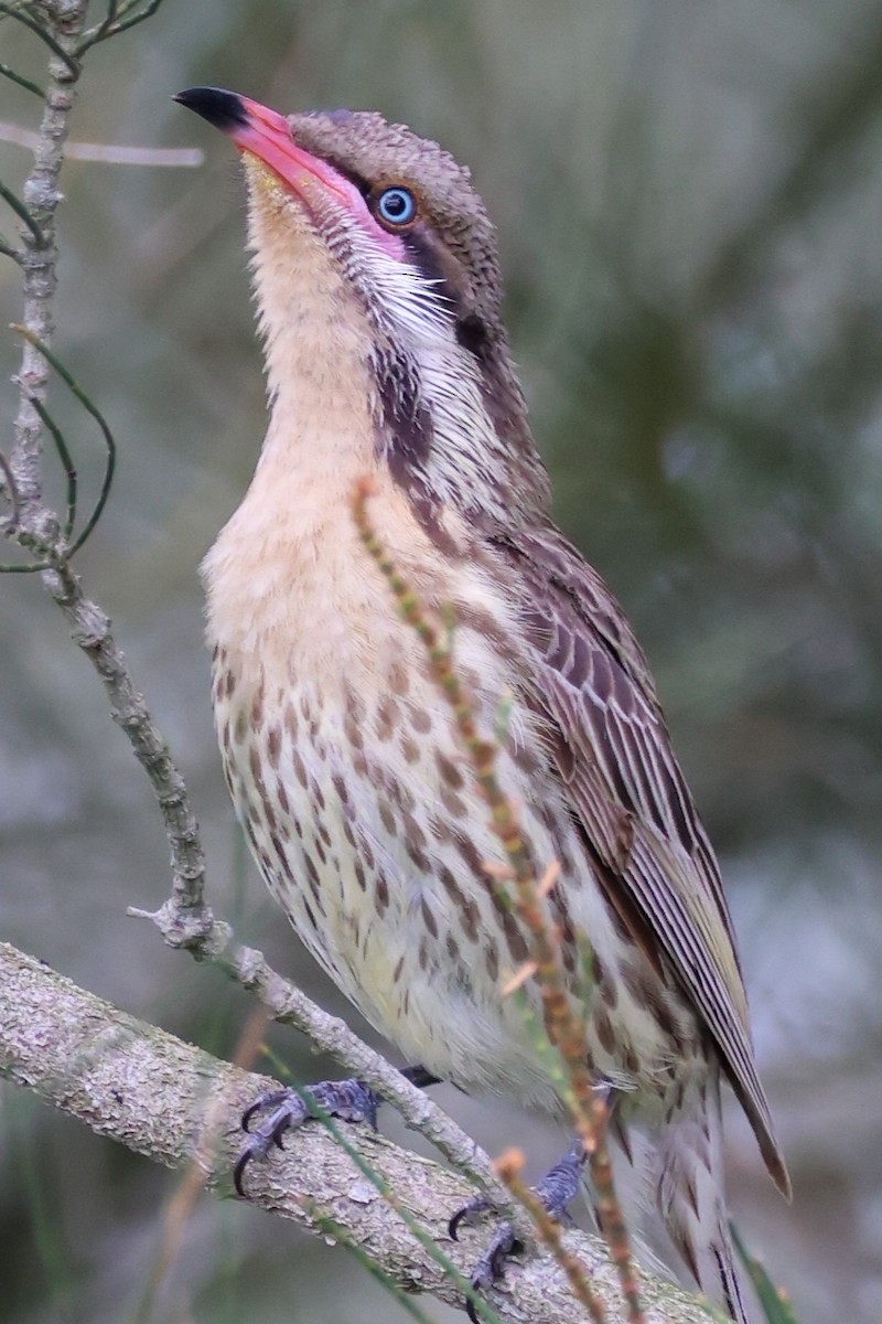 Diken Yanaklı Balkuşu - ML644639688