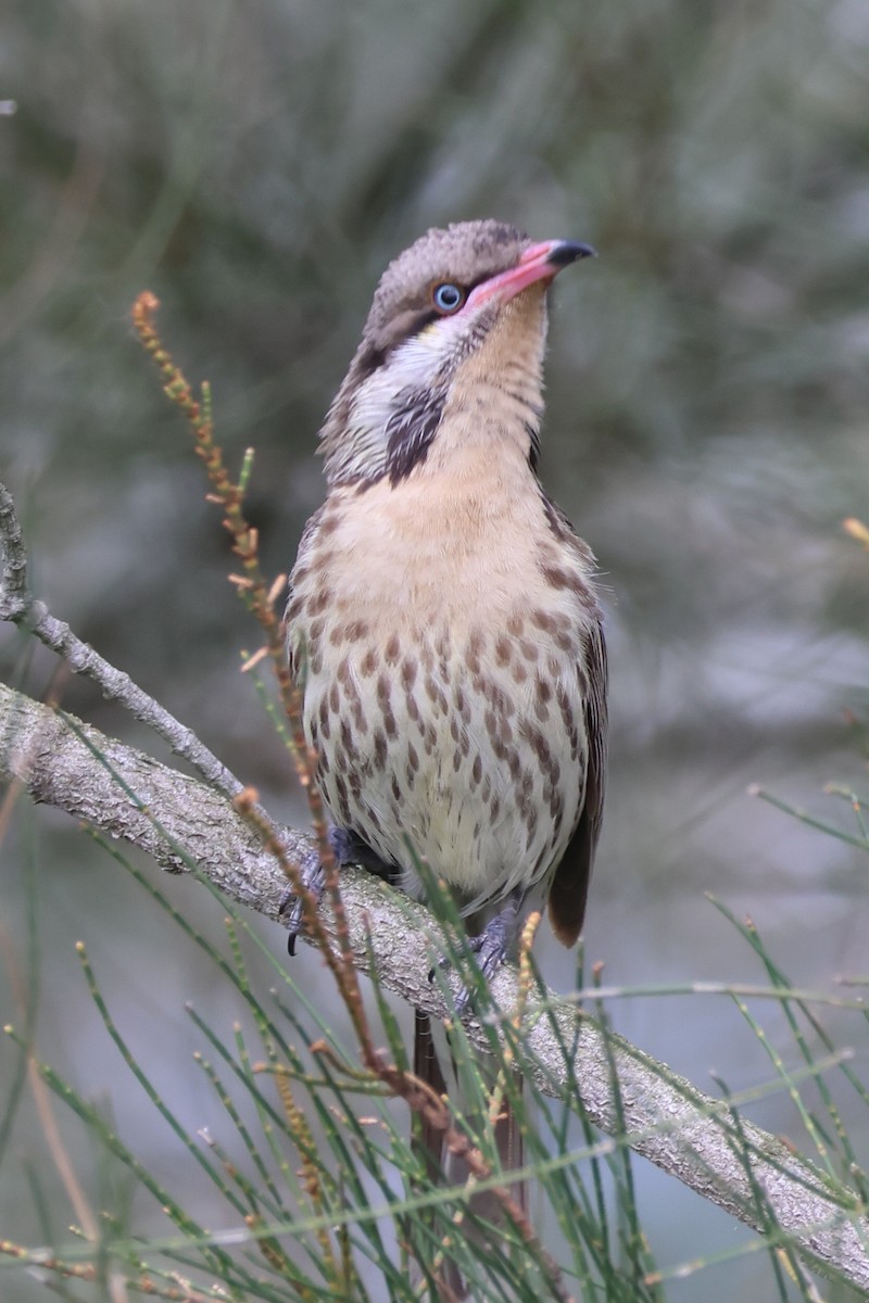 Diken Yanaklı Balkuşu - ML644639689