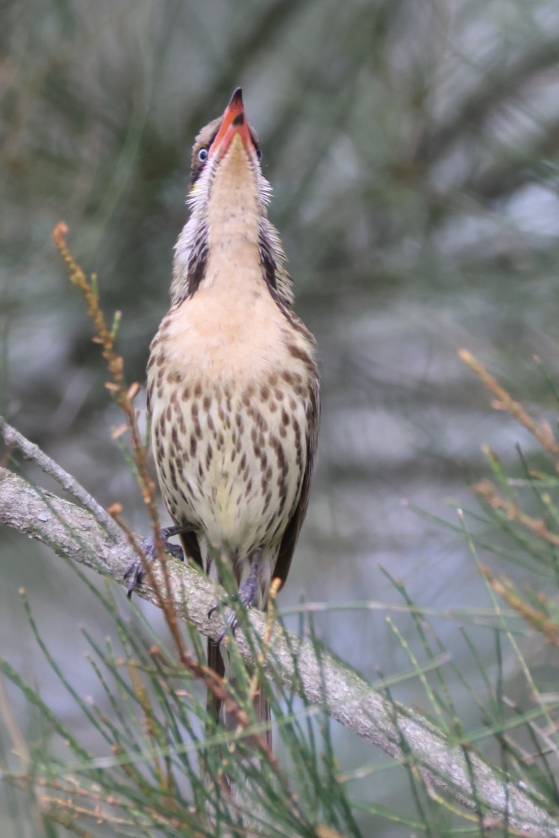 Diken Yanaklı Balkuşu - ML644639691