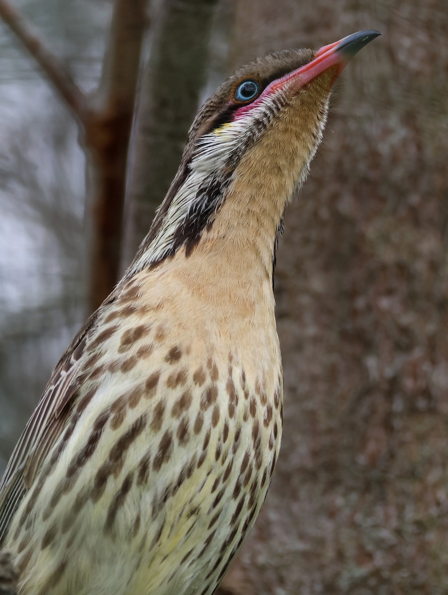 Diken Yanaklı Balkuşu - ML644639692