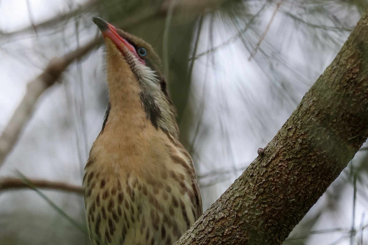 Diken Yanaklı Balkuşu - ML644639693