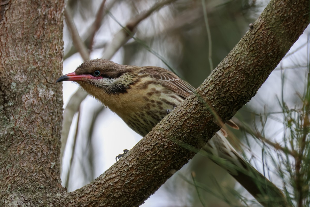 Diken Yanaklı Balkuşu - ML644639694