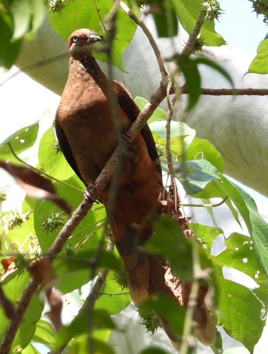 Brown Cuckoo-Dove - ML644639696