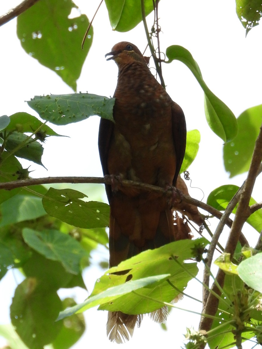 Brown Cuckoo-Dove - ML644639697