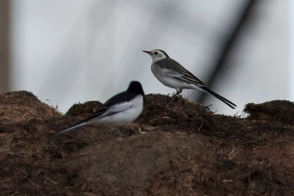konipas bílý (ssp. leucopsis) - ML644639701