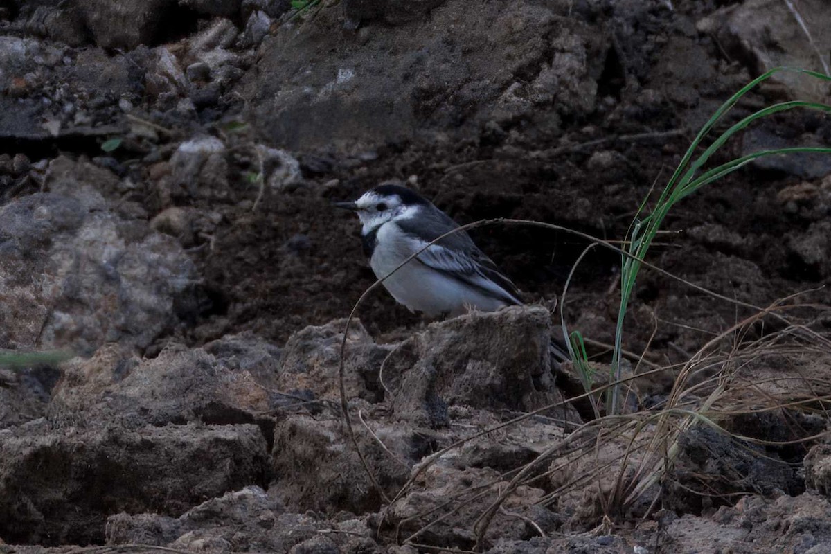 konipas bílý (ssp. leucopsis) - ML644639703