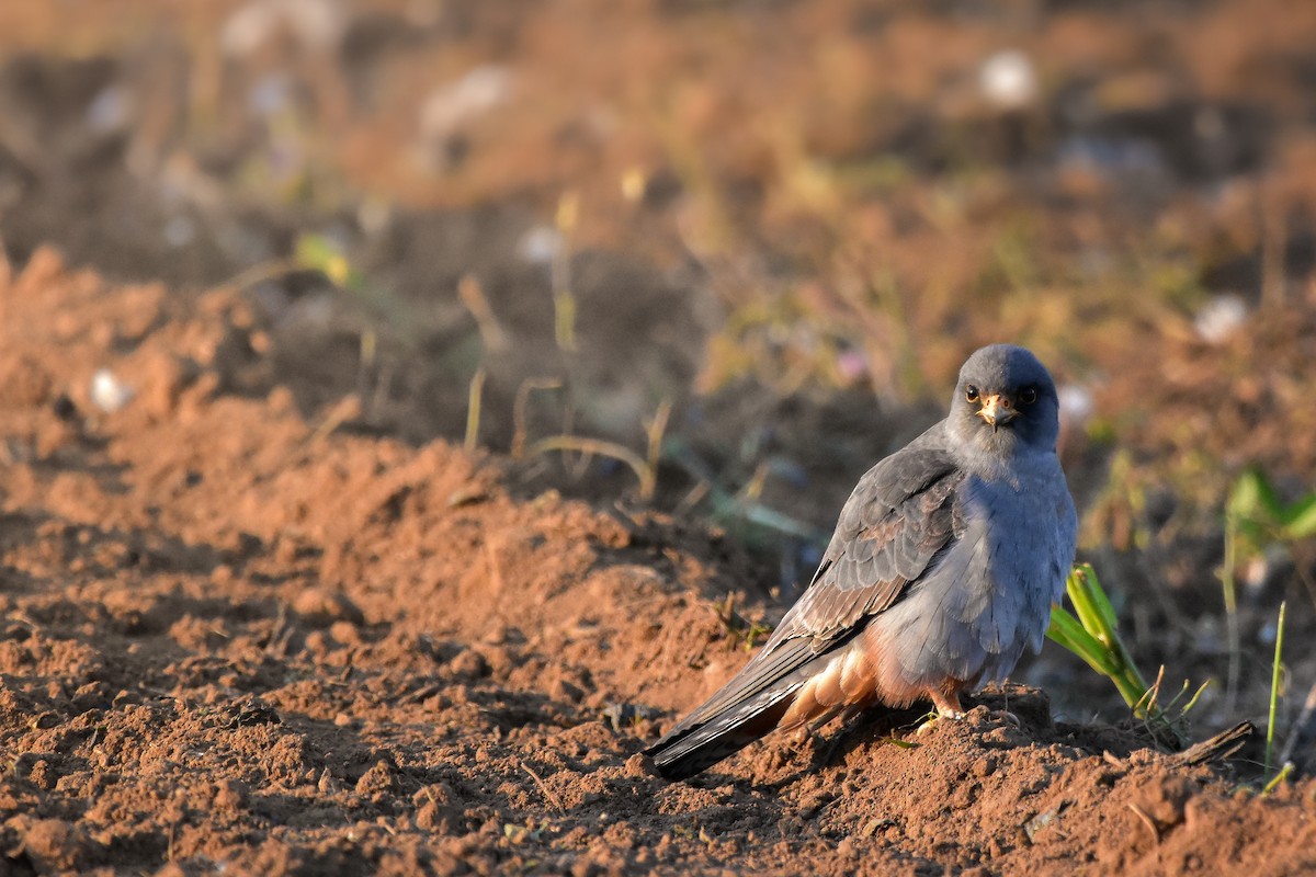 Red-footed Falcon - ML644639704