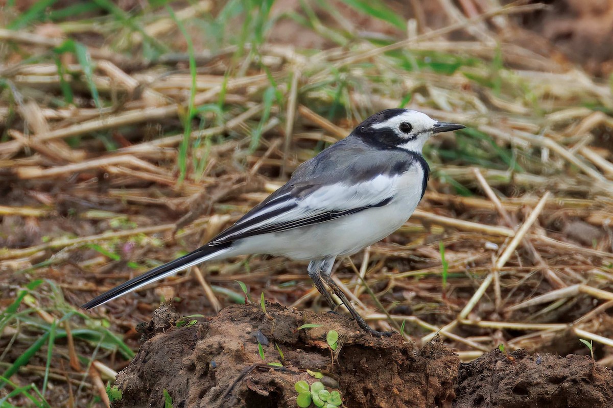 konipas bílý (ssp. alboides) - ML644639706